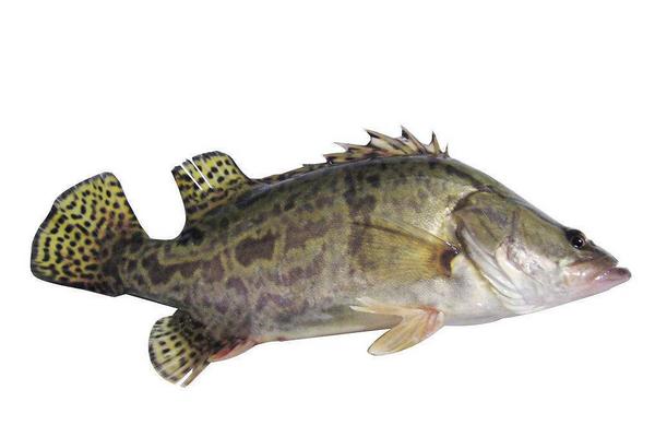 鱖魚圖片大全