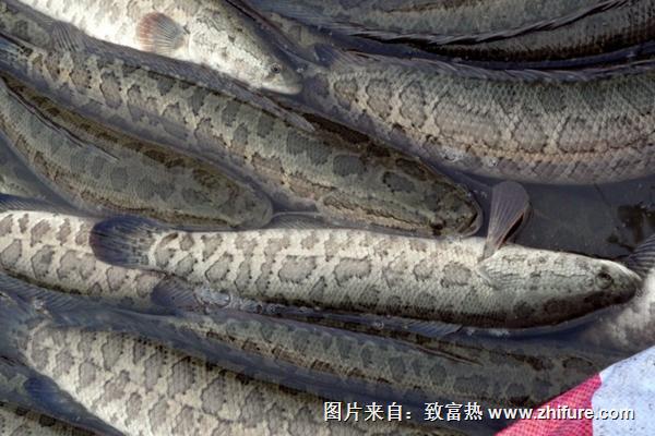 黑魚(yú)補(bǔ)腎嗎？