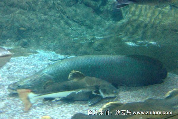 黑魚吃什么食物？