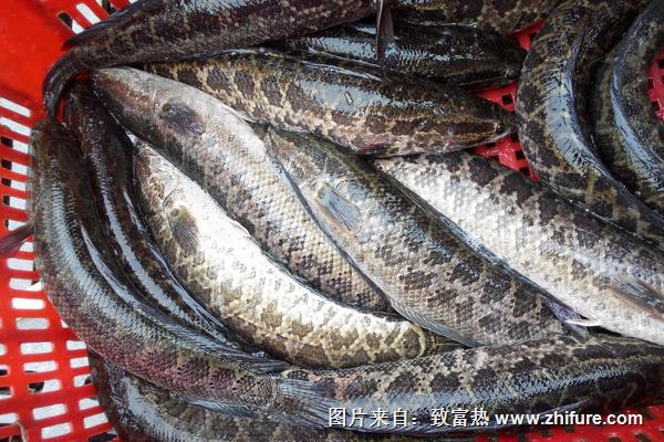 黑魚的功效與作用