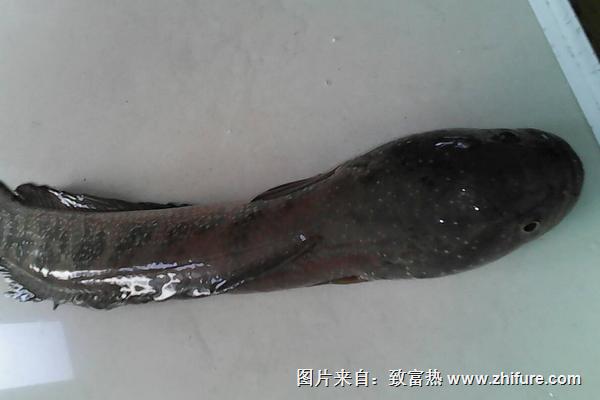 黑魚的營養價值