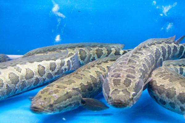 黑魚(yú)的營(yíng)養(yǎng)價(jià)值