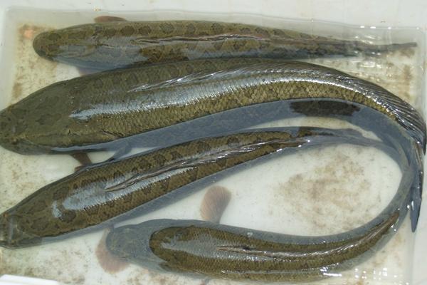 黑魚(yú)的營(yíng)養(yǎng)價(jià)值