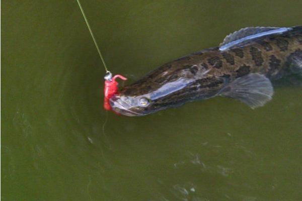 黑魚價格多少錢一斤?