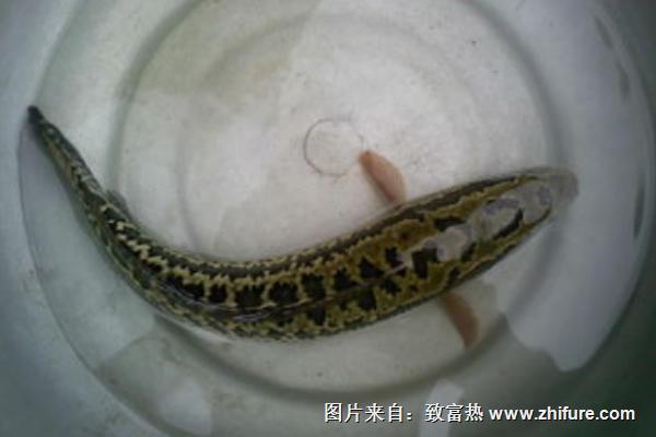 黑魚價格多少錢一斤？