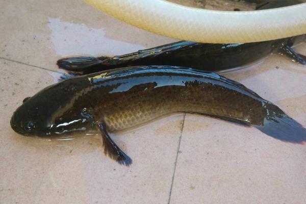 黑魚價格多少錢一斤?