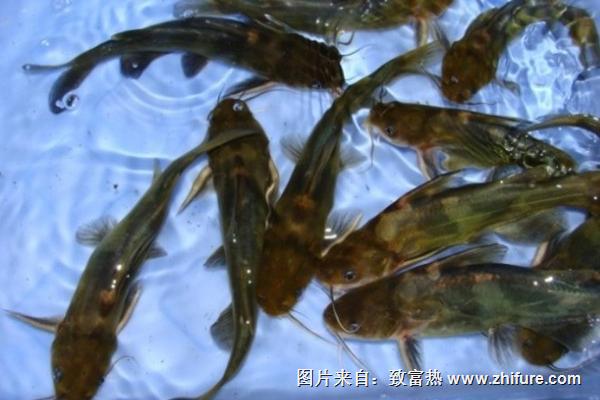 黃顙魚喜歡吃什么？