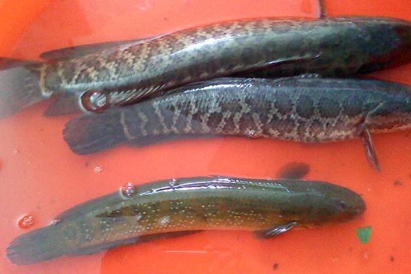 黑魚價格多少錢一斤?