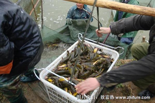 黃顙魚養殖技術