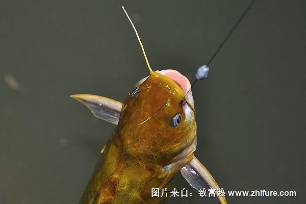 如何釣黃顙魚？