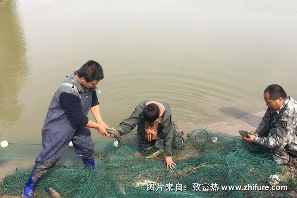 黑魚網箱養殖技術