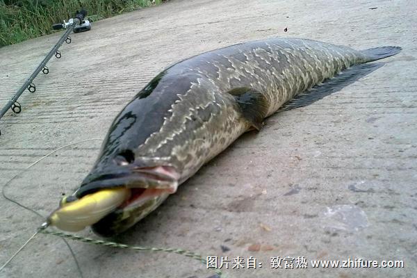 黑魚(yú)怎么釣？