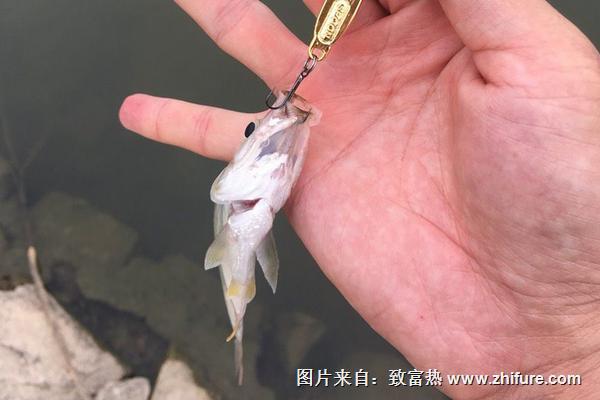 黑魚怎么釣?
