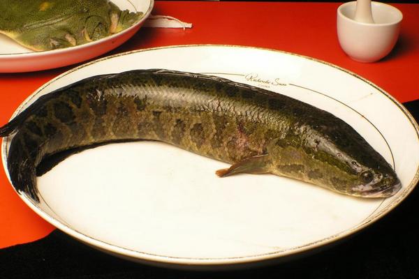孕婦能吃黑魚(yú)嗎?