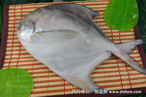孕婦能吃白鯧魚嗎？