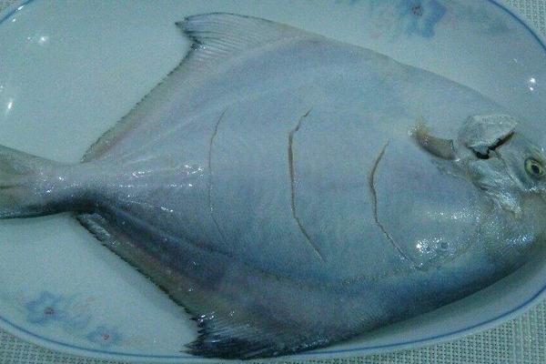 孕婦能吃白鯧魚嗎?