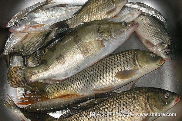 桂魚吃什么飼料?