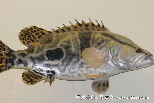 鱖魚魚苗價格是多少?