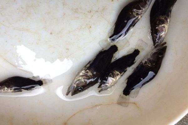 鱖魚魚苗價格是多少？