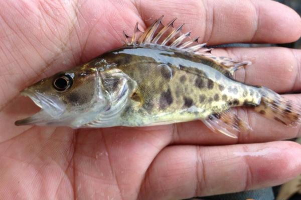 鱖魚魚苗價格是多少？