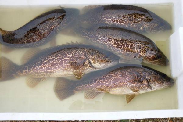 鱖魚魚苗價格是多少？