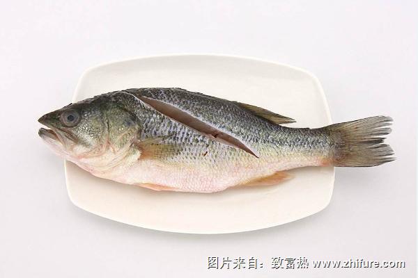 鱸魚和桂魚的區別是什么?