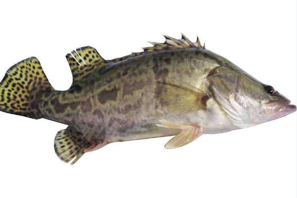 鱸魚和桂魚的區別是什么?