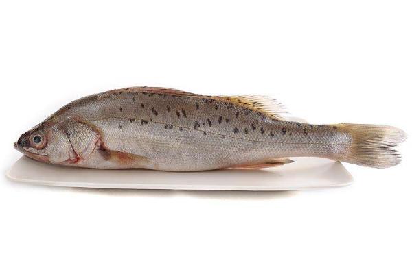 鱸魚和桂魚的區別是什么?