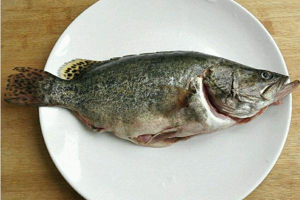 鱸魚和桂魚的區別是什么?