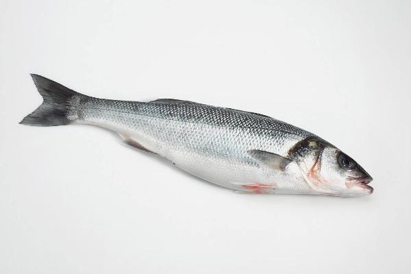 鱸魚和桂魚的區別是什么?