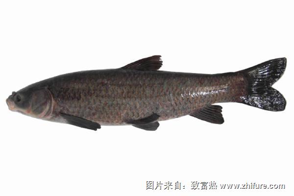 釣青魚用什么餌料最好？