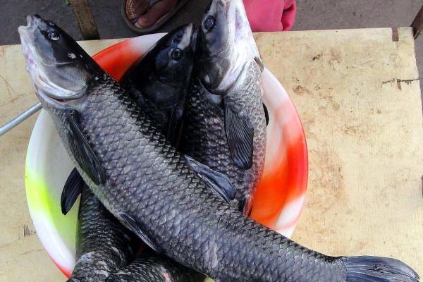 釣青魚用什么餌料最好？