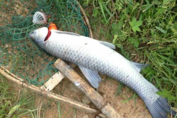 釣青魚用什么餌料最好？
