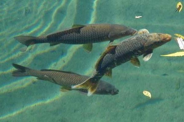 釣青魚用什么餌料最好？
