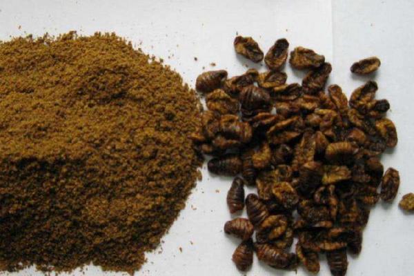 釣青魚用什么餌料最好？