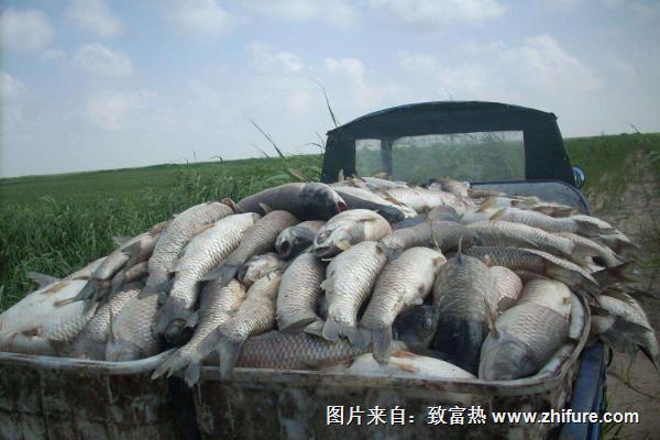 青魚價格多少錢一斤?