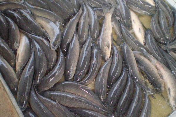 青魚價格多少錢一斤？