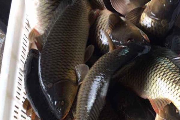 青魚價格多少錢一斤？