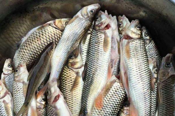 青魚價格多少錢一斤？