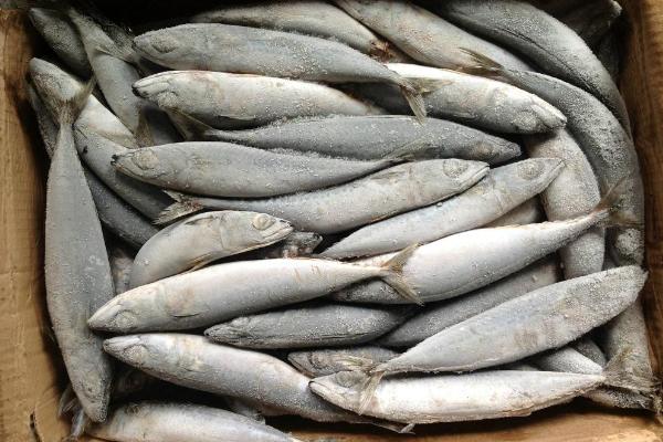 青魚價格多少錢一斤？