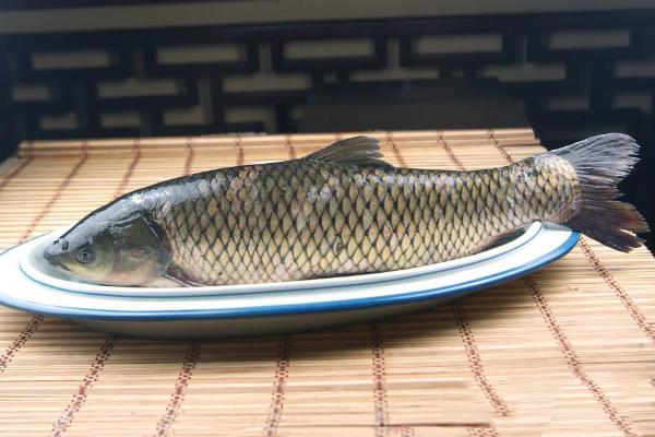 青魚是草魚嗎？