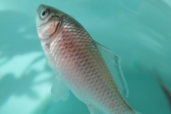 青魚是草魚嗎？