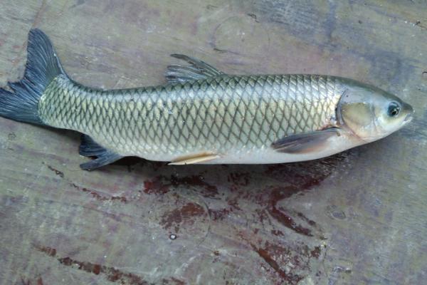 青魚是草魚嗎？
