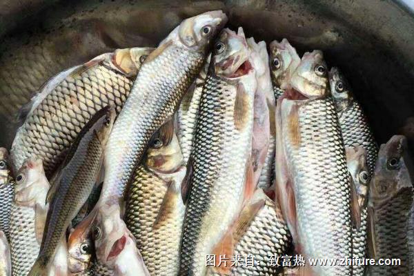 釣青魚用什么打窩?