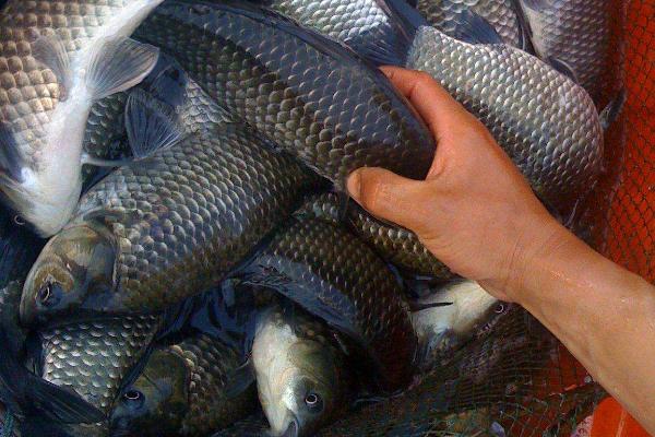 釣青魚用什么打窩？