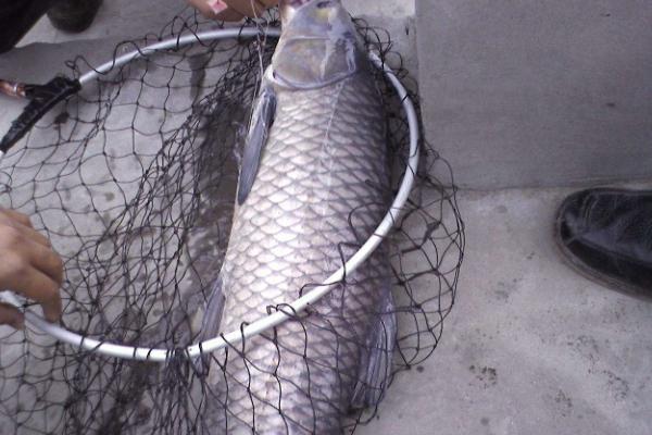 釣青魚用什么打窩？