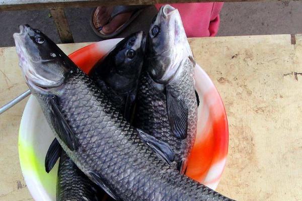 釣青魚用什么打窩？