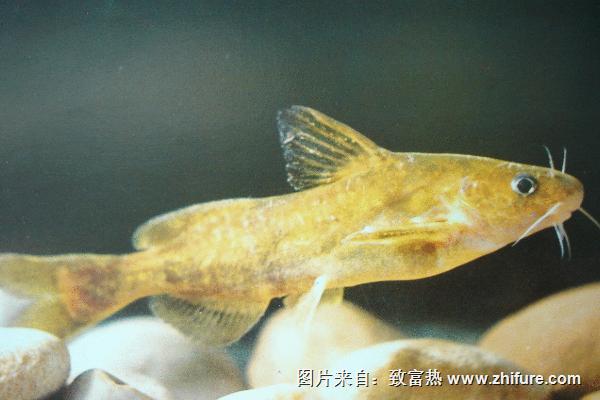 釣黃顙魚用什么打窩？