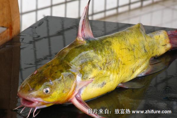 黃顙魚的營養價值及功效與作用