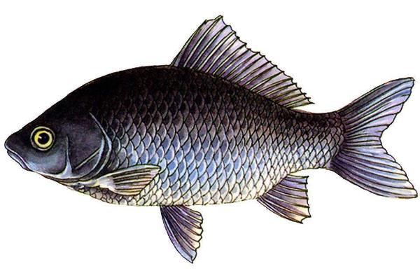 釣青魚用什么打窩？